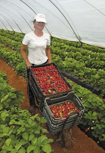 Trabajadora erecogiendo fresas en un hibernadero